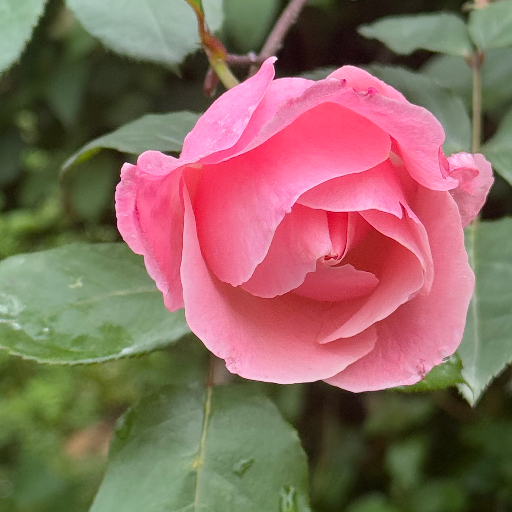 Rose-https://media.vyaparify.com/vcards/products/288182/product_1749718702_684a96ae9619a.png Image