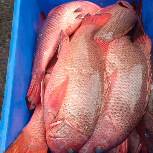 Fish-https://media.vyaparify.com/vcards/products/289020/product_1749818762_684c1d8acdcc9.png Image