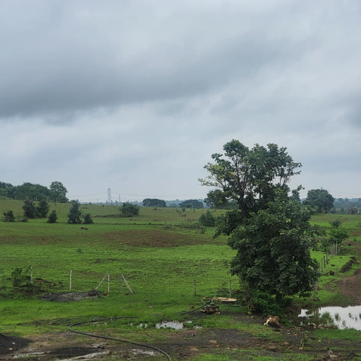  75 Acre Land for Sale – Prime Location for Commercial, Residential & Farming Projects SHIVANI SINGH C/O H R REALITY  NH 75 Lane No.4 Panna Road Umari