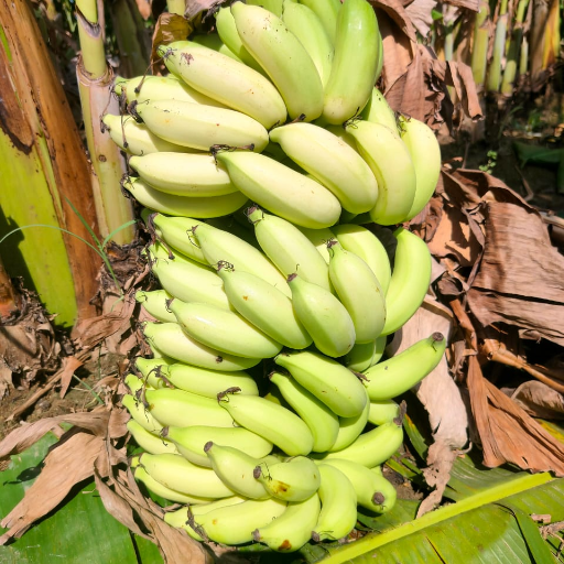 Banana-https://media.vyaparify.com/vcards/products/299043/product_1751522856_68661e28abaef.png Image