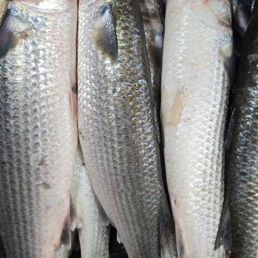 Sea Foods-https://media.vyaparify.com/vcards/products/319513/product_1754206754_688f122256e01.png Image