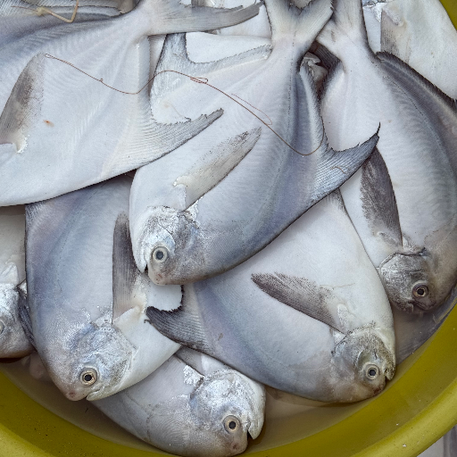 Fresh white pomfret (paplet)-https://media.vyaparify.com/vcards/products/347564/product_1757503992_68c161f892e3c.png Image
