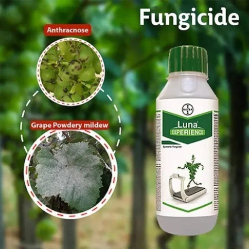  Luna Experience 100 ML SRI VENKATESWARA TRADERS C O SRI VENKATESWARA TRADERS 2 441 NALAKADODDI NALAKADODDI KURNOOL  NALAKADODDI NALAKADODDI KURNOOL