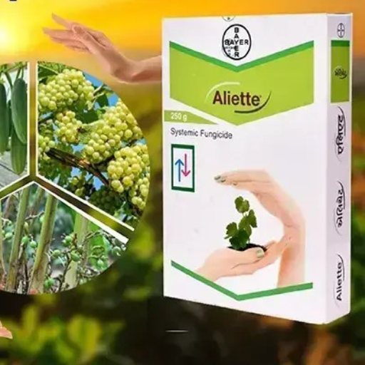  ALIETTE 250 gms SRI VENKATESWARA TRADERS C O SRI VENKATESWARA TRADERS 2 441 NALAKADODDI NALAKADODDI KURNOOL  NALAKADODDI NALAKADODDI KURNOOL