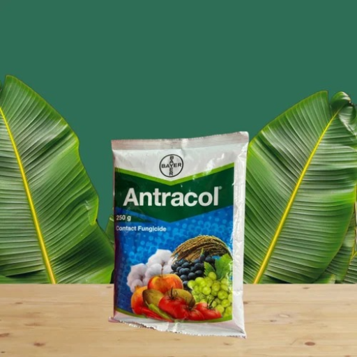  ANTRACOL 250 GM SRI VENKATESWARA TRADERS C O SRI VENKATESWARA TRADERS 2 441 NALAKADODDI NALAKADODDI KURNOOL  NALAKADODDI NALAKADODDI KURNOOL