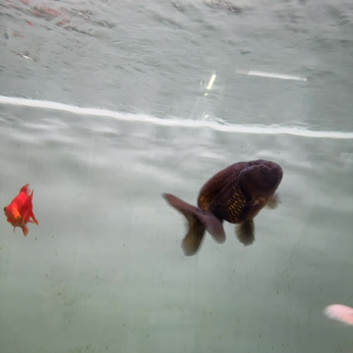 Pistan fish-https://media.vyaparify.com/vcards/products/356456/product_1758186099_68cbca73e1e5f.png Image