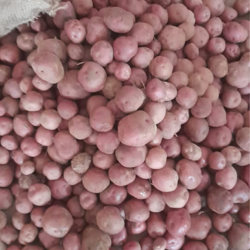 Mohon kupri potato and seed-https://media.vyaparify.com/vcards/products/365835/product_1758952820_68d77d7413dd6.png Image