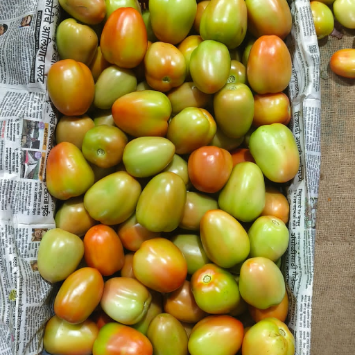 Export quality Tometo-https://media.vyaparify.com/vcards/products/365838/product_1758952960_68d77e0088468.png Image