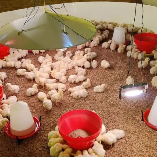  Poultry equipments RONAK POULTRY HUB BLOCK C3 DELHI ROAD MAVI KALAN BRANCH POST DELHI ROAD SAHARANPUR SAHARANPUR UTTAR  ROAD MAVI KALAN BRANCH POST DELHI ROAD SAHARANPUR SAHARANPUR UTTAR