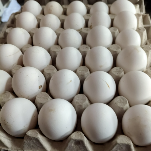 FARM EGGS-https://media.vyaparify.com/vcards/products/371059/product_1759565887_68e0d83f48ef9.png Image