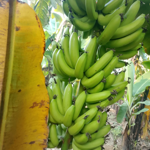 Fruit-https://media.vyaparify.com/vcards/products/421921/product_1763635430_691ef0e640806.png Image