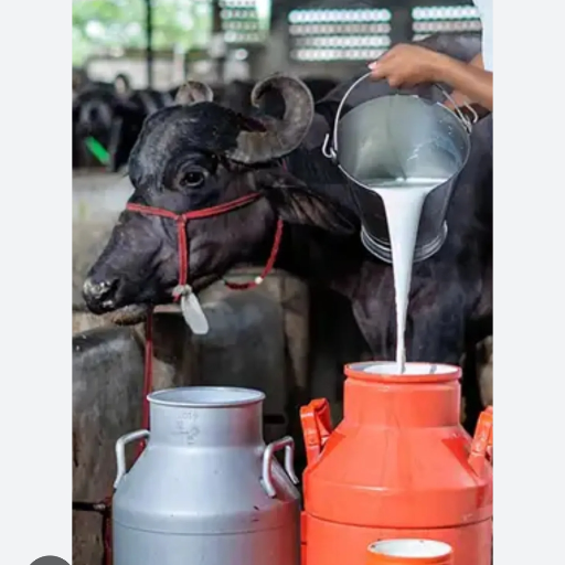 Fresh Milk-https://media.vyaparify.com/vcards/products/433304/product_1764577633_692d5161df8af.png Image