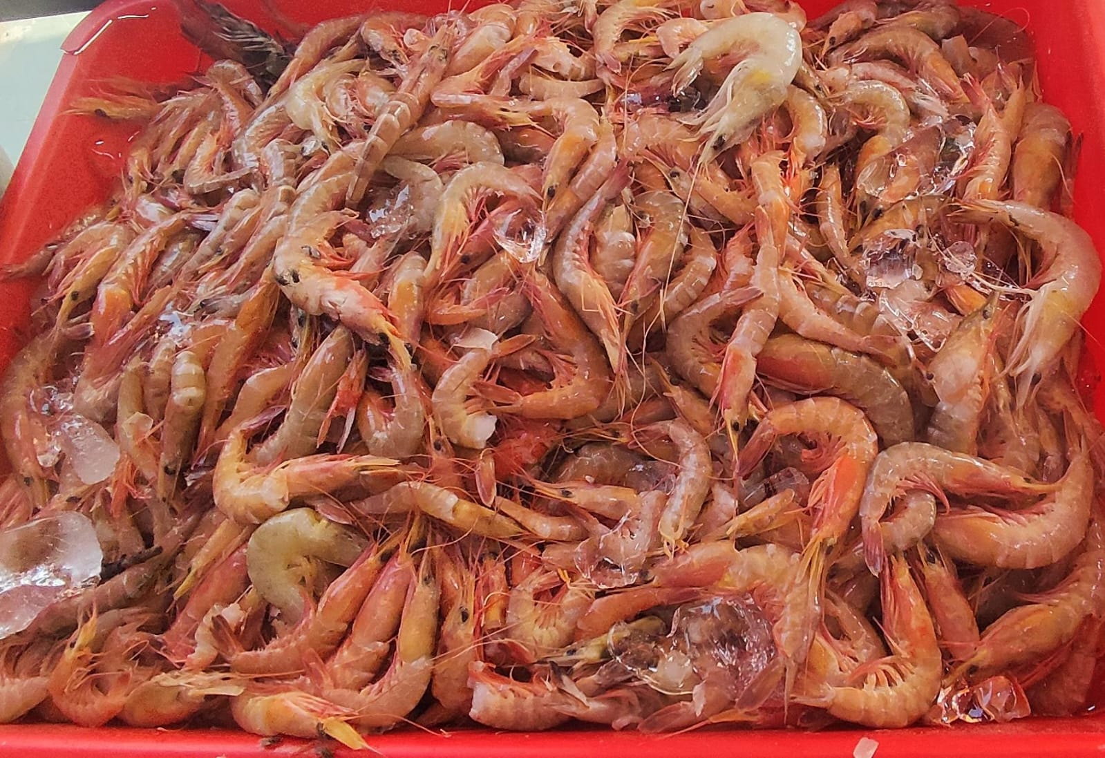 Fresh Red Small Prawns D.L. TARU FISH MERCHANT 1278, Veer Santaji Ghorpade Rd, Kasba Peth, Pune, Maharashtra 411011, India