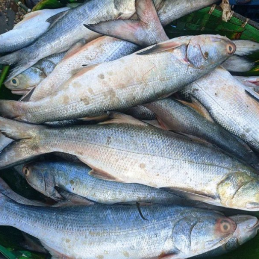 Fish salmon-https://media.vyaparify.com/vcards/products/440168/product_1764912819_69326eb396d91.png Image