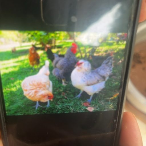 Country Chicken Farm in Vellore - Fresh and Locally Sourced-https://media.vyaparify.com/vcards/products/446104/product_1765276086_6937f9b66400d.png Image