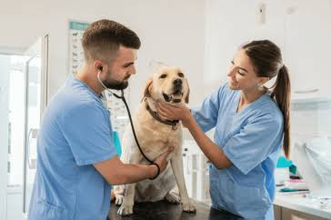  Veterinary Doctor Consultation The Paws Avenue - Pet Care Clinic ( New Address ) 8/1c, Diamond Harbour Rd, Near Hotel Saini Inn, Alipore, Kolkata, West Bengal 700027, India