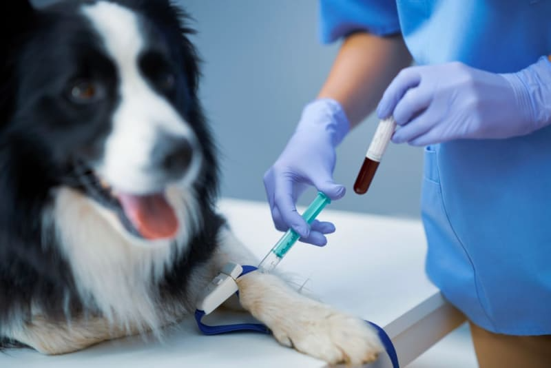  Blood tests for your pets The Paws Avenue - Pet Care Clinic ( New Address ) 8/1c, Diamond Harbour Rd, Near Hotel Saini Inn, Alipore, Kolkata, West Bengal 700027, India
