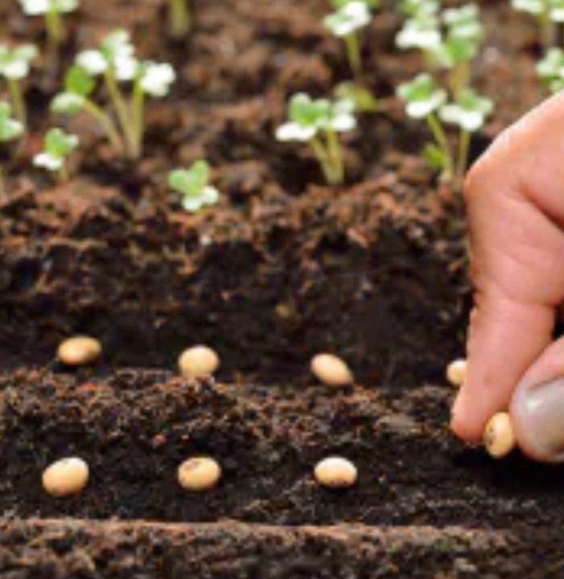 Organic Vegetable Seeds Pack in Atari Gurudwara Sham Singh - Easy Home Gardening-https://media.vyaparify.com/vcards/products/449314/product_1765441398_693a7f7631a80.png Image