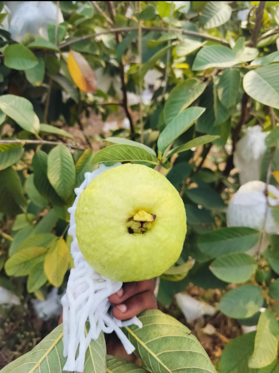 Fruits-https://media.vyaparify.com/vcards/products/450967/product_1765521750_693bb9562b7af.png Image