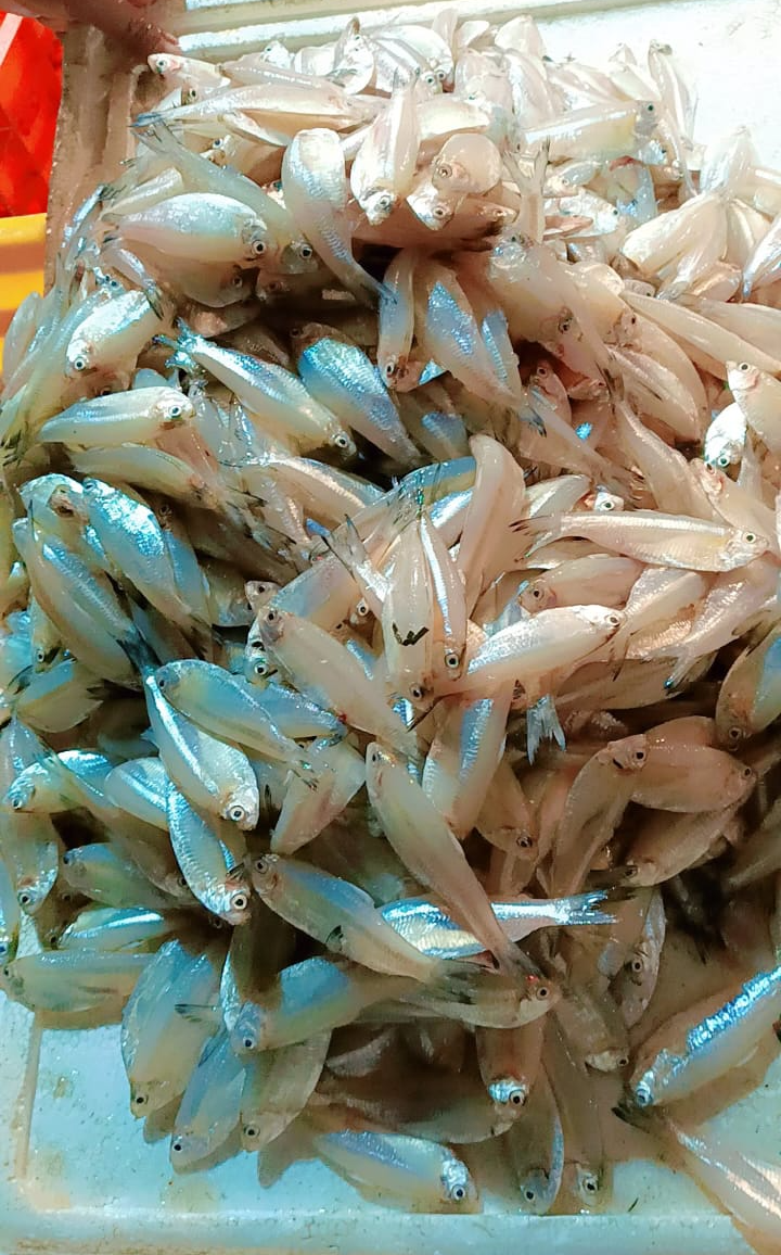 Glass Fish Food Item -  - Buy Online at CHANDRAKALA SURESH NIKAM