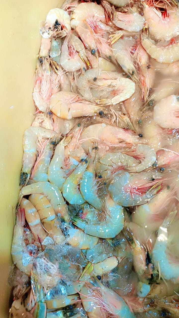  Seafood Jhinga in Navi Mumbai Freshness and Taste CHANDRAKALA SURESH NIKAM C O CHANDRAKALA SURESH NIKAM FLAT NO 703 A WING KRISHAY CHS PLOT NO 17 SECTOR 35 KAMOTHE