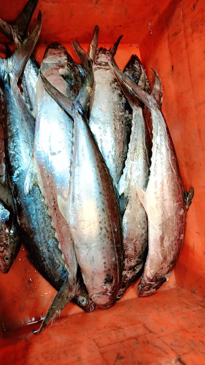  Bangda Fish in Kamothe Mumbai: Fresh and Flavorful Seafood Delight CHANDRAKALA SURESH NIKAM C O CHANDRAKALA SURESH NIKAM FLAT NO 703 A WING KRISHAY CHS PLOT NO 17 SECTOR 35 KAMOTHE