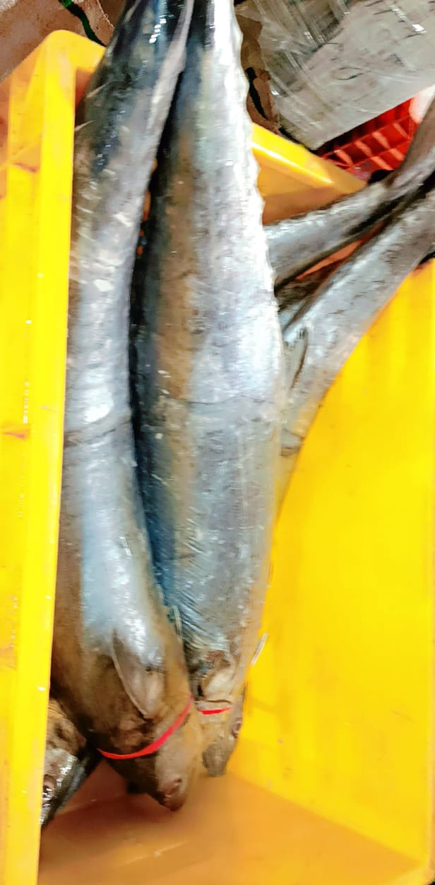  Seafood Ribbon Fish in Kharghar Mumbai: Nutritious Delight CHANDRAKALA SURESH NIKAM C O CHANDRAKALA SURESH NIKAM FLAT NO 703 A WING KRISHAY CHS PLOT NO 17 SECTOR 35 KAMOTHE