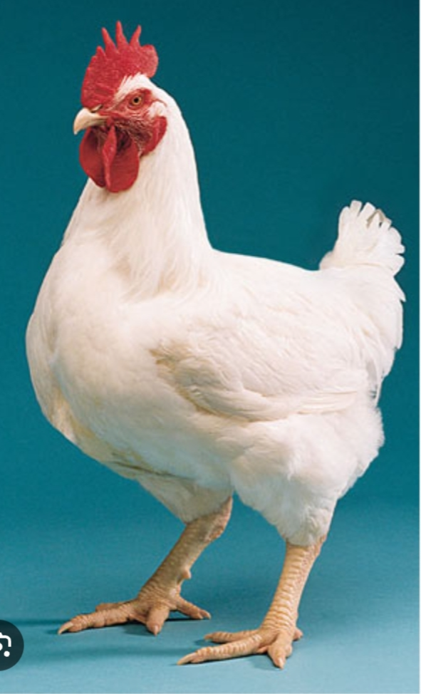 Chicken in Bidhannagar: Healthy and Delicious Poultry-https://media.vyaparify.com/vcards/products/456078/product_1765875010_69411d42dc9b2.png Image