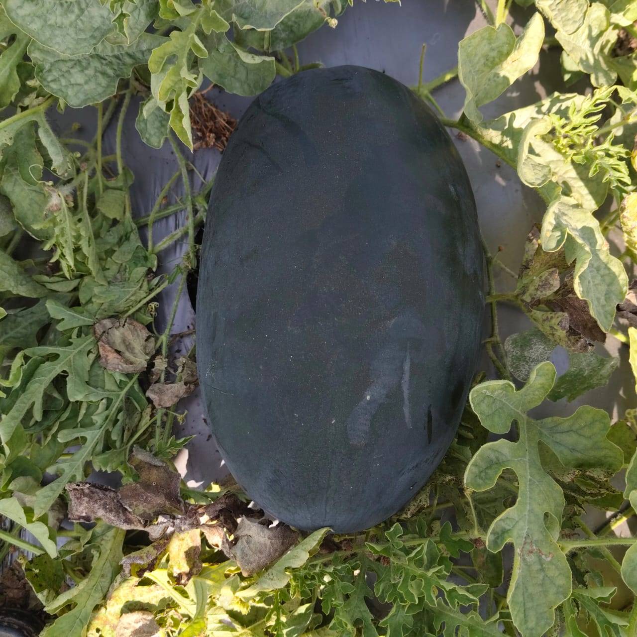 Fruit Watermelon in Vashi - Juicy and Refreshing-https://media.vyaparify.com/vcards/products/469662/product_1766986152_695211a890774.png Image