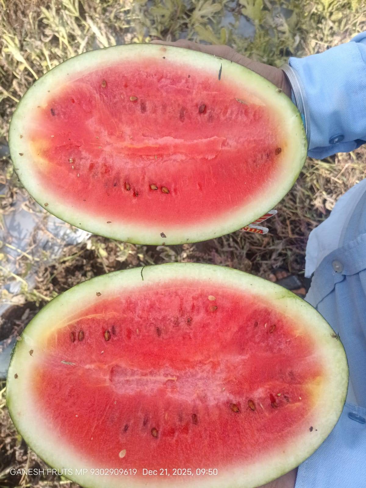 Fruit Watermelon in Vashi - Juicy and Refreshing-https://media.vyaparify.com/vcards/products/469663/product_1766986152_695211a8a3f78.png Image