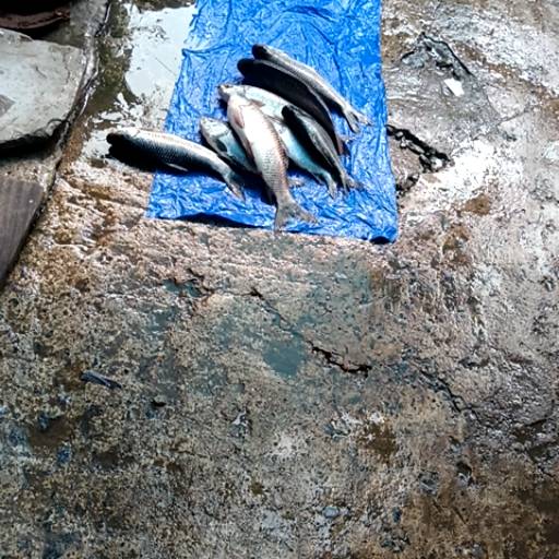 Fresh Fish in Sikhwadi, SATYA Fish Market - Healthy and Delicious-https://media.vyaparify.com/vcards/products/473649/product_1767340583_69577a27d6695.png Image