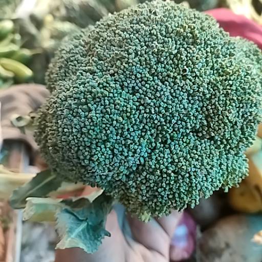 Broccoli in Alwar - Fresh and Nutritious-https://media.vyaparify.com/vcards/products/474174/product_1767351916_6957a66caa566.png Image