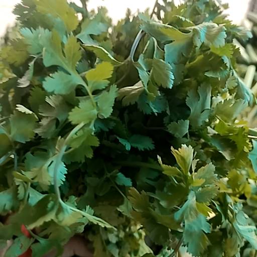Coriander in Alwar - Fresh and Aromatic-https://media.vyaparify.com/vcards/products/474177/product_1767352022_6957a6d665c62.png Image