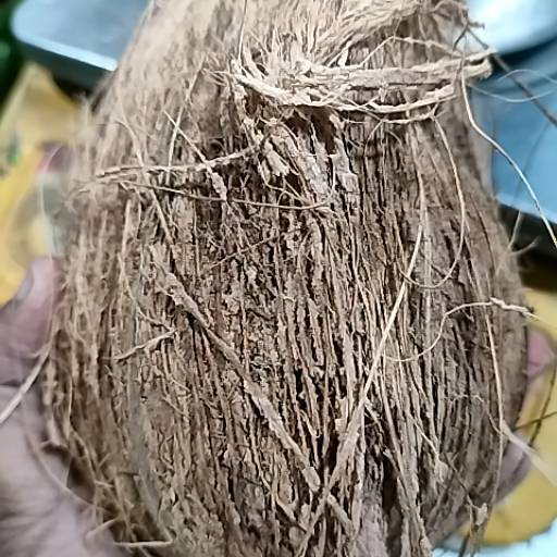 Coconut in Alwar - Fresh and Delicious-https://media.vyaparify.com/vcards/products/474378/product_1767355511_6957b477f0613.png Image