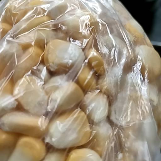  Sweet Corn Seeds in Alwar - High-Yield Variety MAHESH KUMAR SAHU Mothi Dugri Rood  Nayabass Chorha  Nayabass Chorha Motidugri Rood Alwar LANDMARK Nayabass Chorha