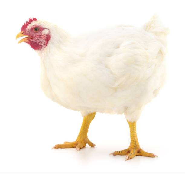 Fresh Chicken Skinless Curry Cut in Saveriyar Puram - Tender & Juicy-https://media.vyaparify.com/vcards/products/474792/product_1767420434_6958b2122db8c.png Image