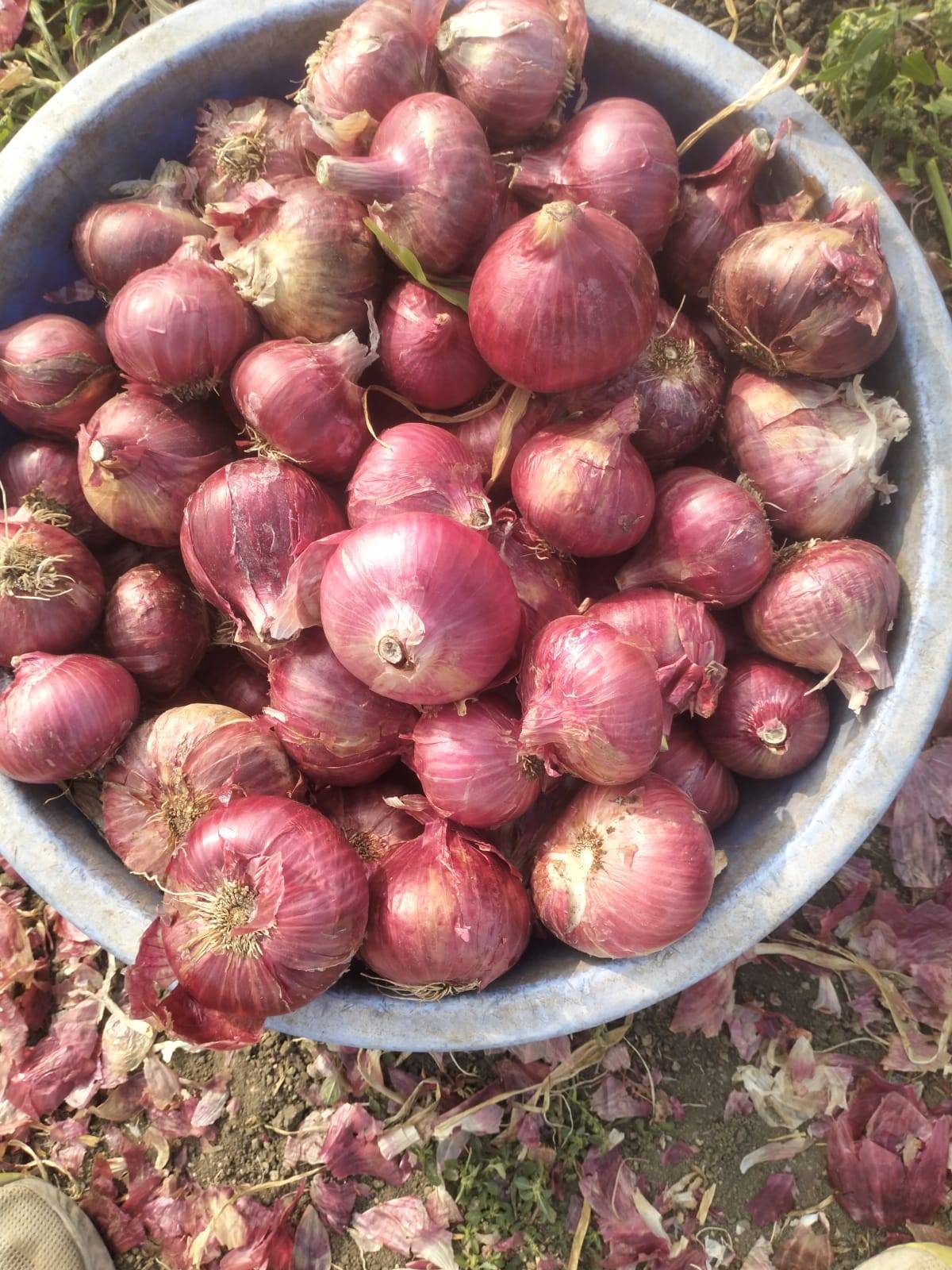 Aalu Pyz in New Aloo Pyaz Mandi - Fresh and Nutritious-https://media.vyaparify.com/vcards/products/479364/product_1767779551_695e2cdfc4707.png Image