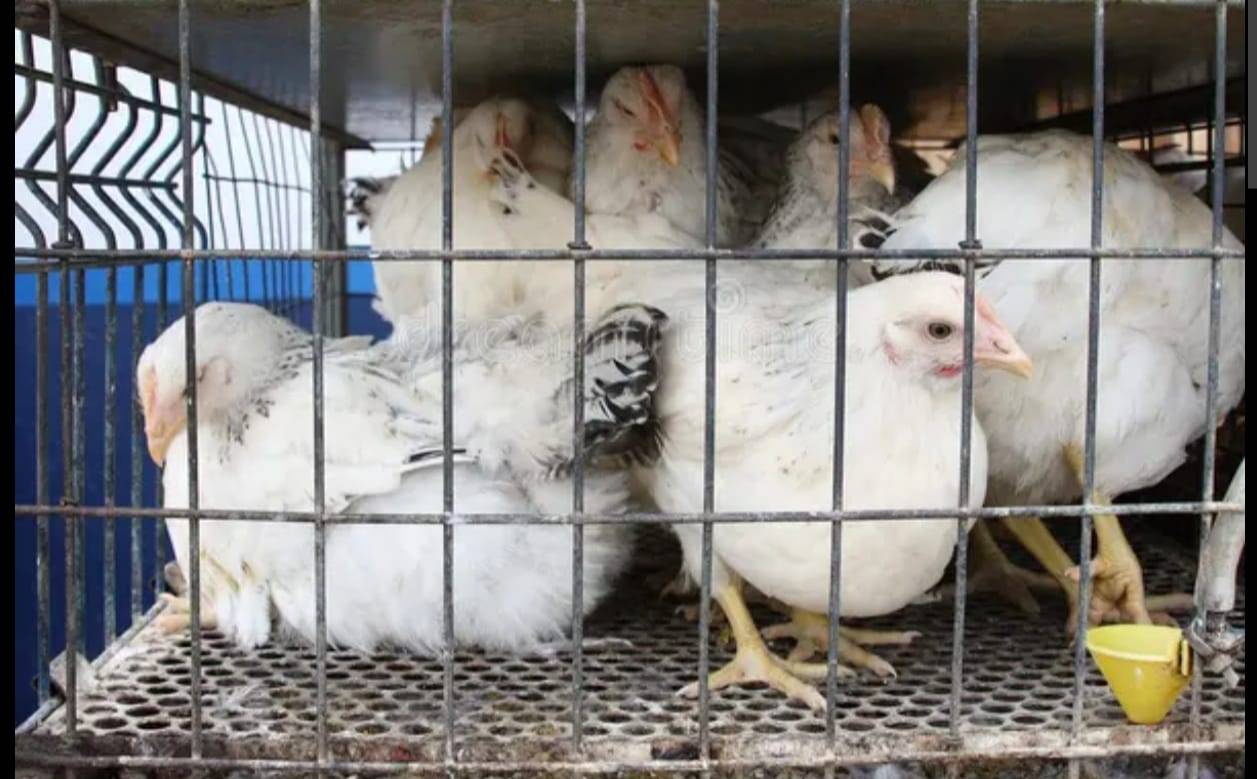 Vaishnavi Chicken in Vaishnavi Center, Patha Naguluru: Top-Quality Fresh Chicken-https://media.vyaparify.com/vcards/products/481616/product_1767942633_6960a9e96605a.png Image