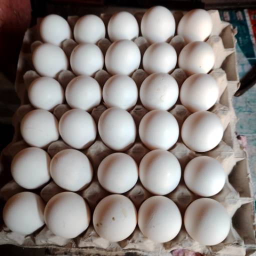 Organic Free-range Egg in Agra - Nutrient-packed for Wholesome Breakfasts-https://media.vyaparify.com/vcards/products/481976/product_1767948598_6960c136b6dca.png Image