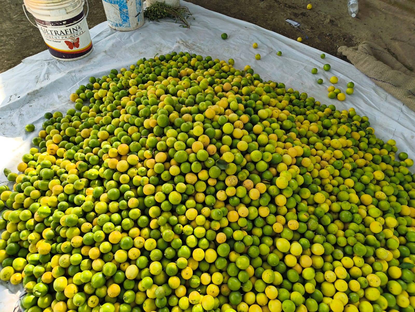 Lemon Fruits in Lachyan: Fresh and Zesty Citrus Goodness-https://media.vyaparify.com/vcards/products/485675/product_1768373295_69673c2ff0522.png Image