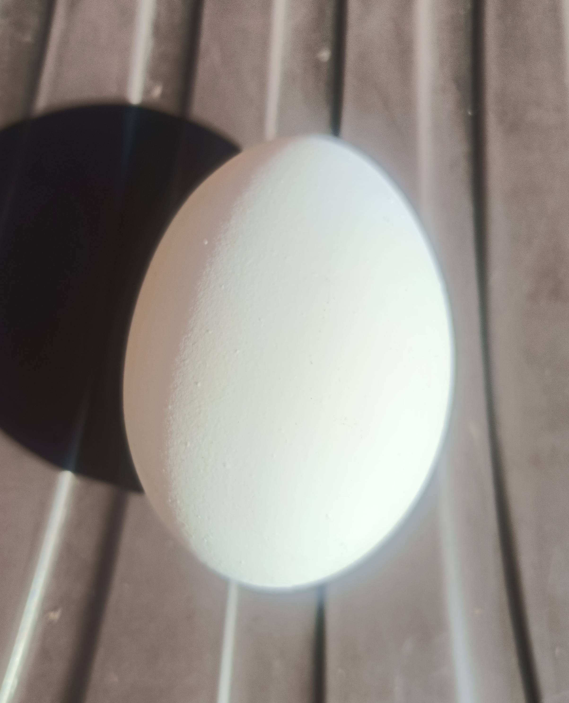 Egg in OPP MELA GROUNDDARI - Fresh and Nutritious -  - Buy Online at SACHDEVA CHICKEN SHOP