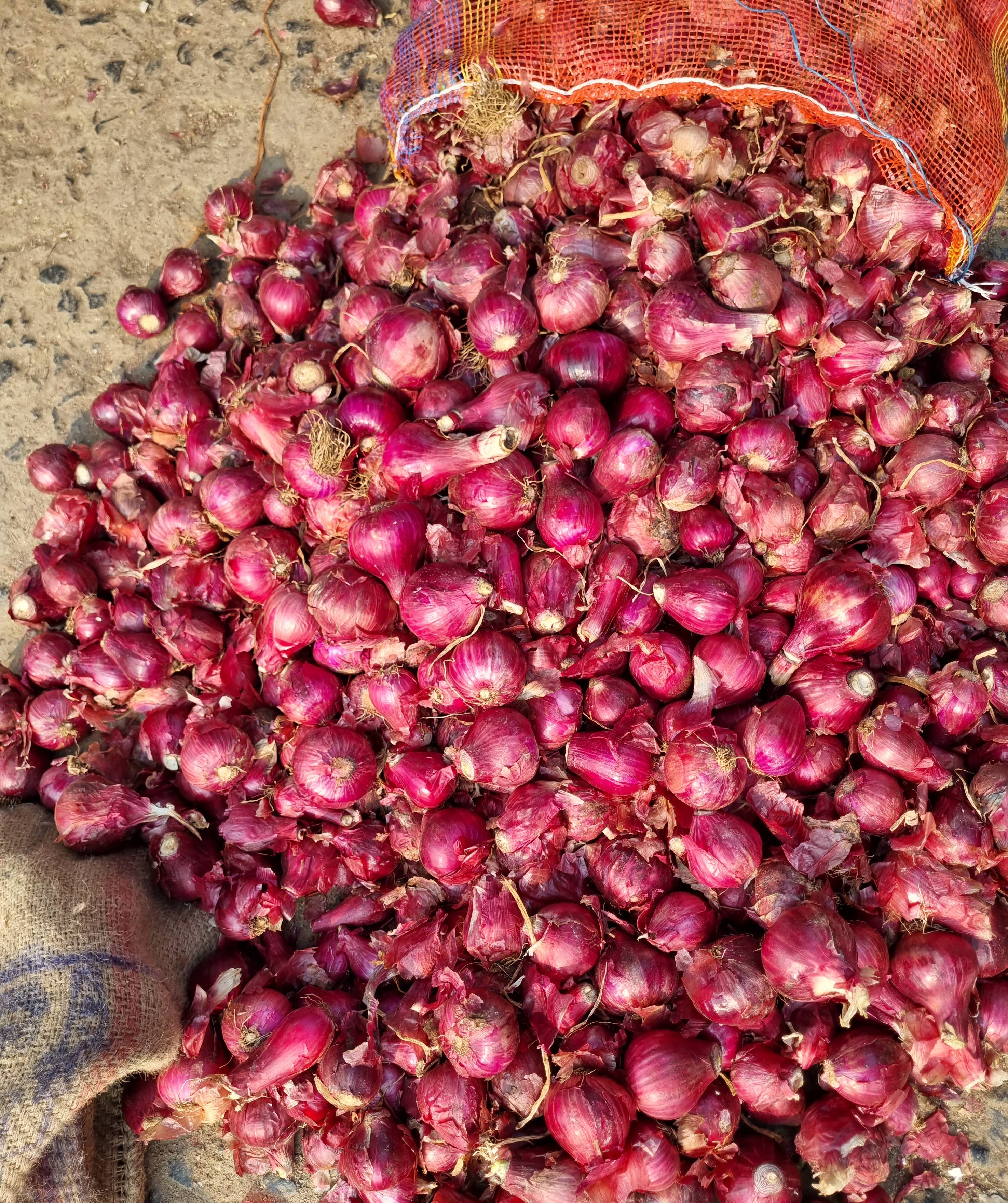 Onion Wholesale in [Location (city only)] Fresh and Aromatic -  - Buy Online at MOHAMMED JAHID