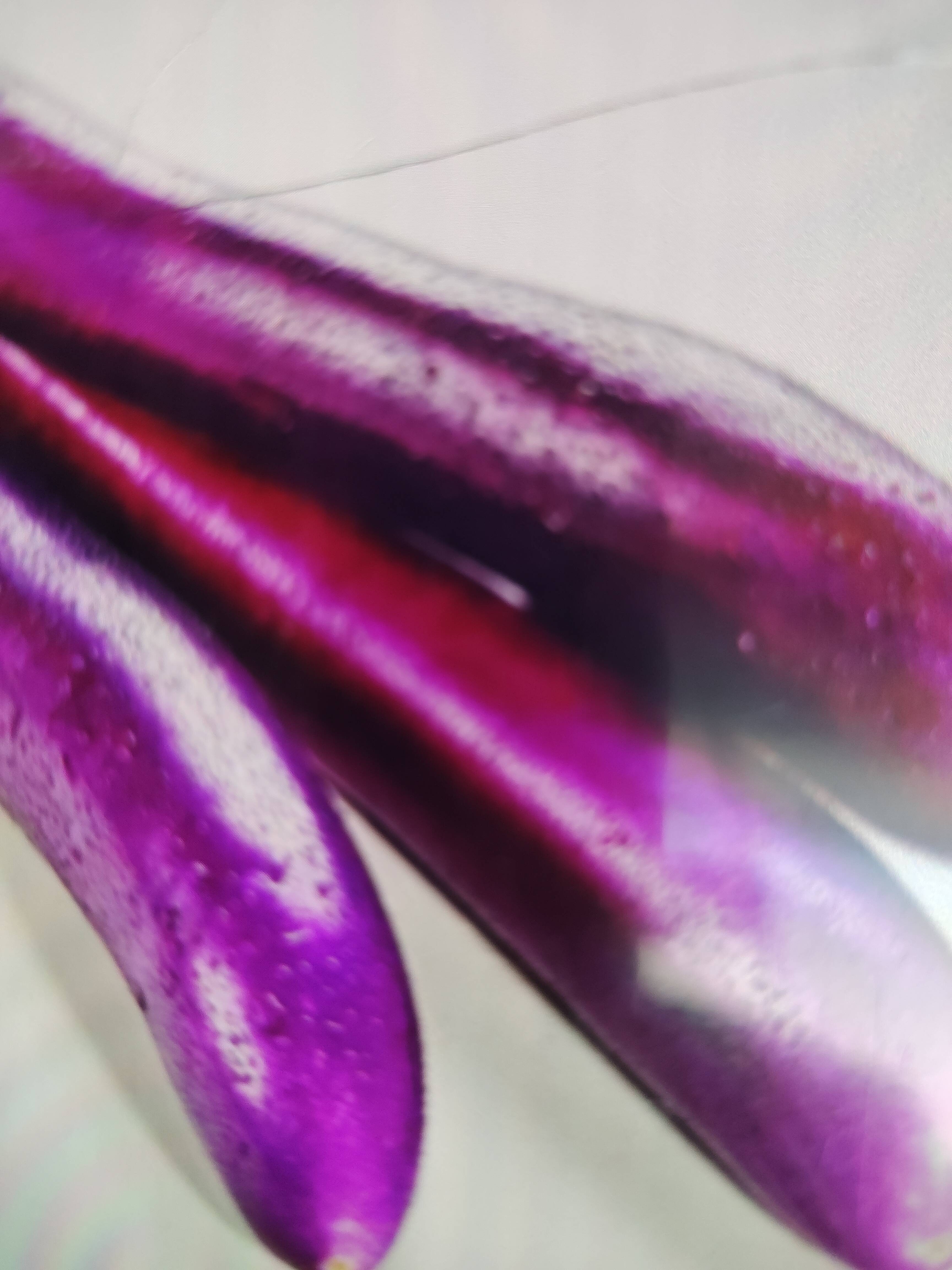 Organic Brinjal (Eggplant) in Rewari: Long Violet Variety - Image 1