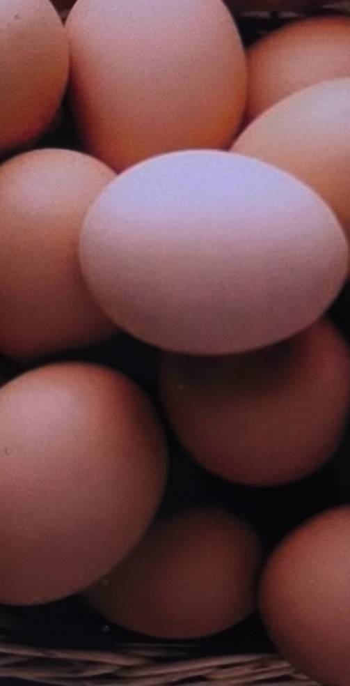 Organic Farm Fresh Eggs in Islampura - Nutrient-Rich -  - Buy Online at ABDUL RAHMAN