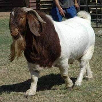 live goat -  - Buy Online at R S MUTTON AND CHIKEN CENTRE