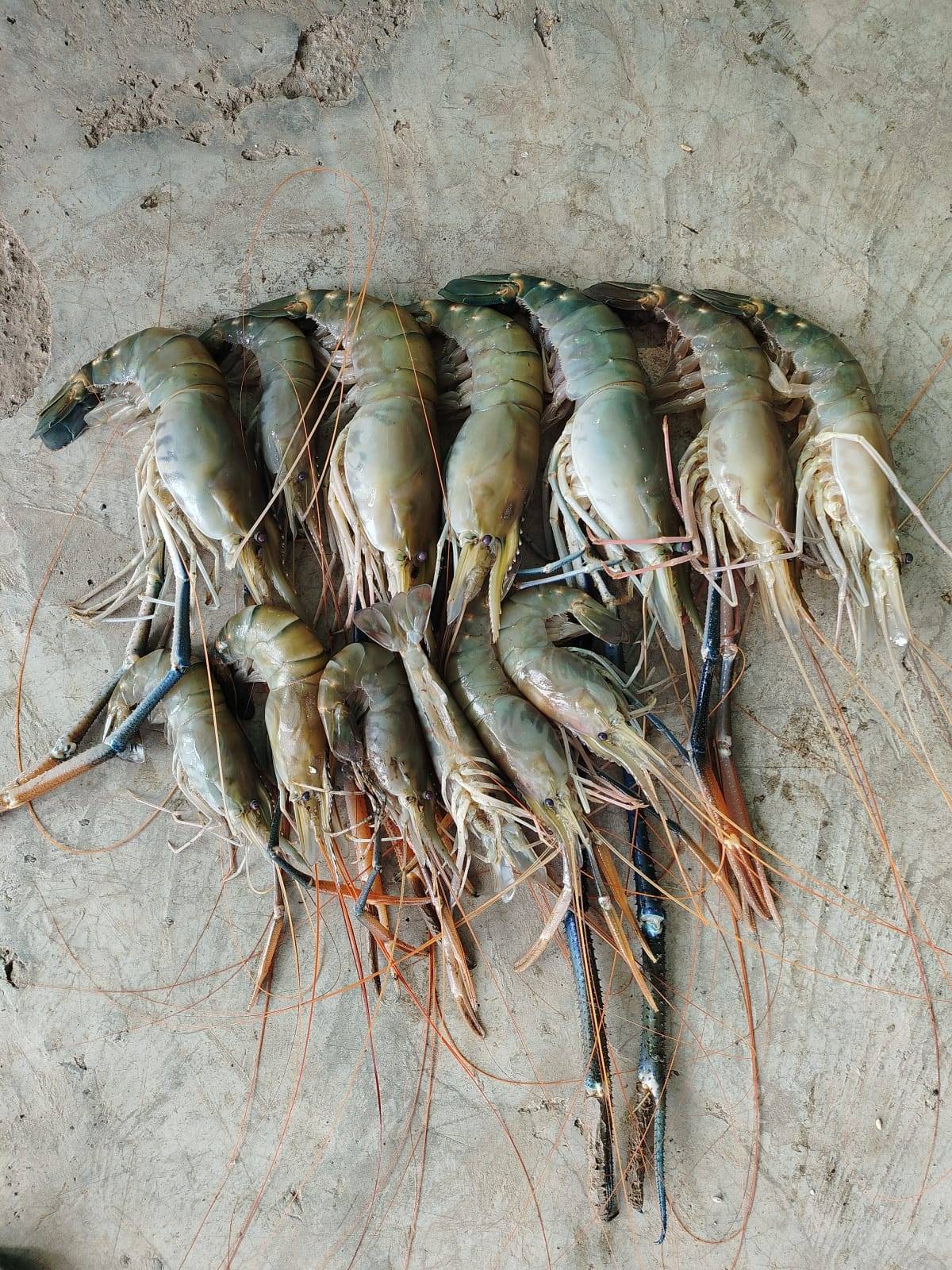 Fish Company Fish Atom in Pusad: Elevate Your Seafood Dishes -  - Buy Online at MAA LAKSHMI FISH COMPANY