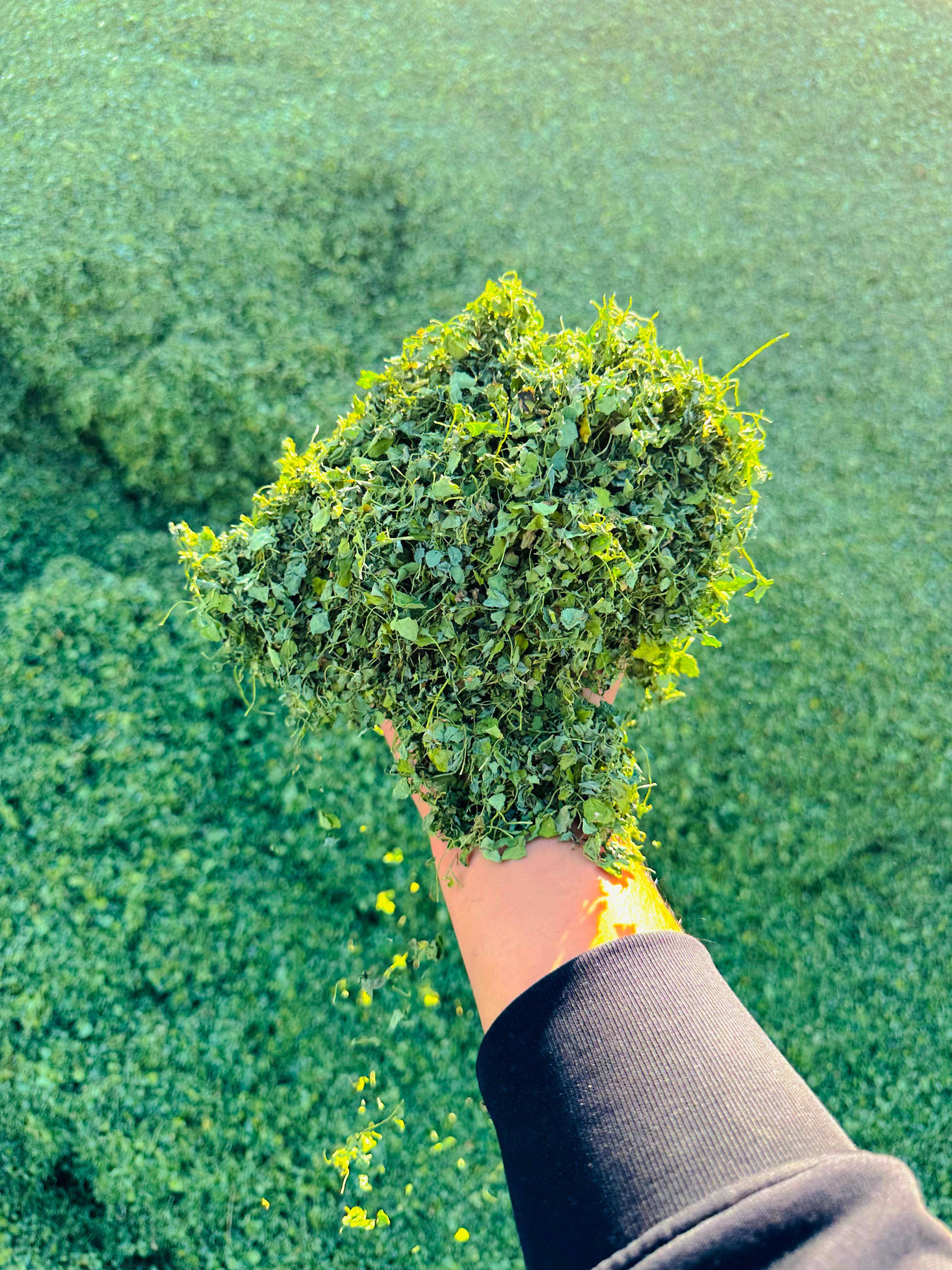 Fenugreek Leaves in Nagaur: Aromatic Herb for Cooking and Health -  - Buy Online at BALAJI TRADING COMPANY