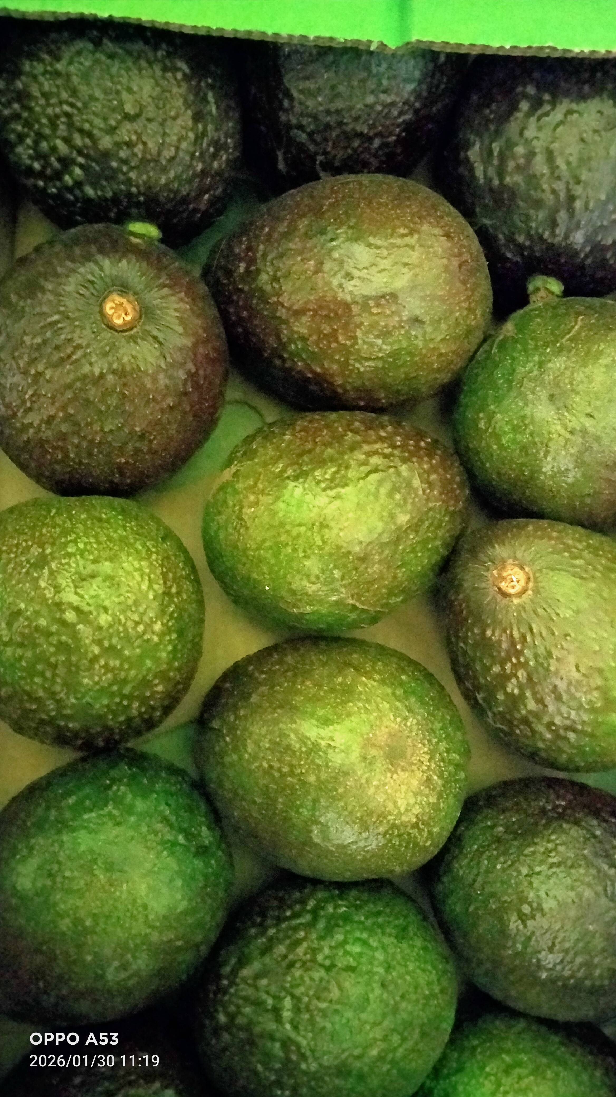  Avooados for Avocado Lovers in Silchar: Hassle-Free Enjoyment RUPAK GHOSH NATIONAL HIGHWAY POINT SILCHAR  DIST CACHAR OPP VIVEKANANDA HOSPITAL LANDMARK Near Vivekananda Speciality Hospital