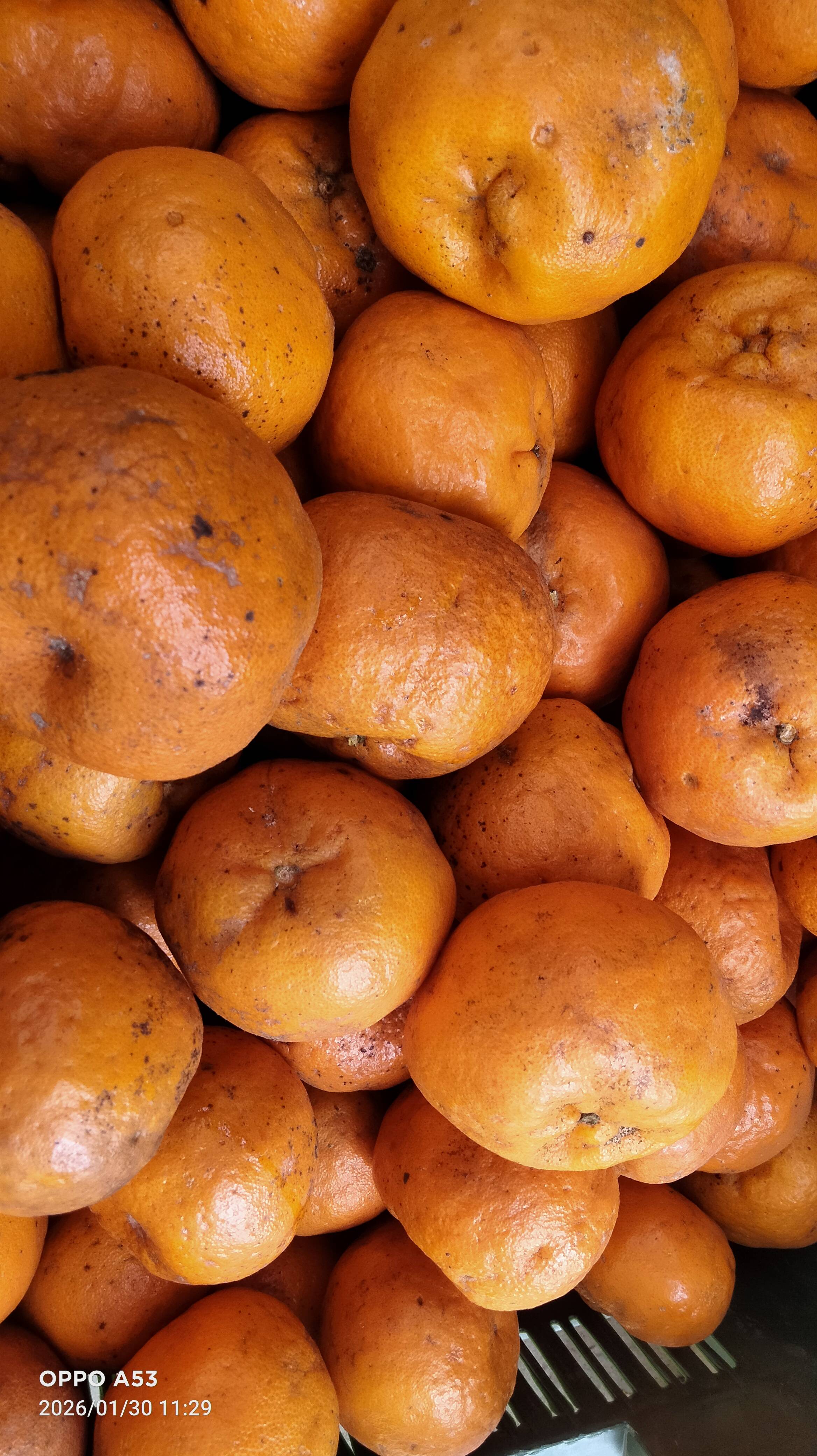  Fresh Oranges in Silchar: Boost Your Health and Immunity RUPAK GHOSH NATIONAL HIGHWAY POINT SILCHAR  DIST CACHAR OPP VIVEKANANDA HOSPITAL LANDMARK Near Vivekananda Speciality Hospital