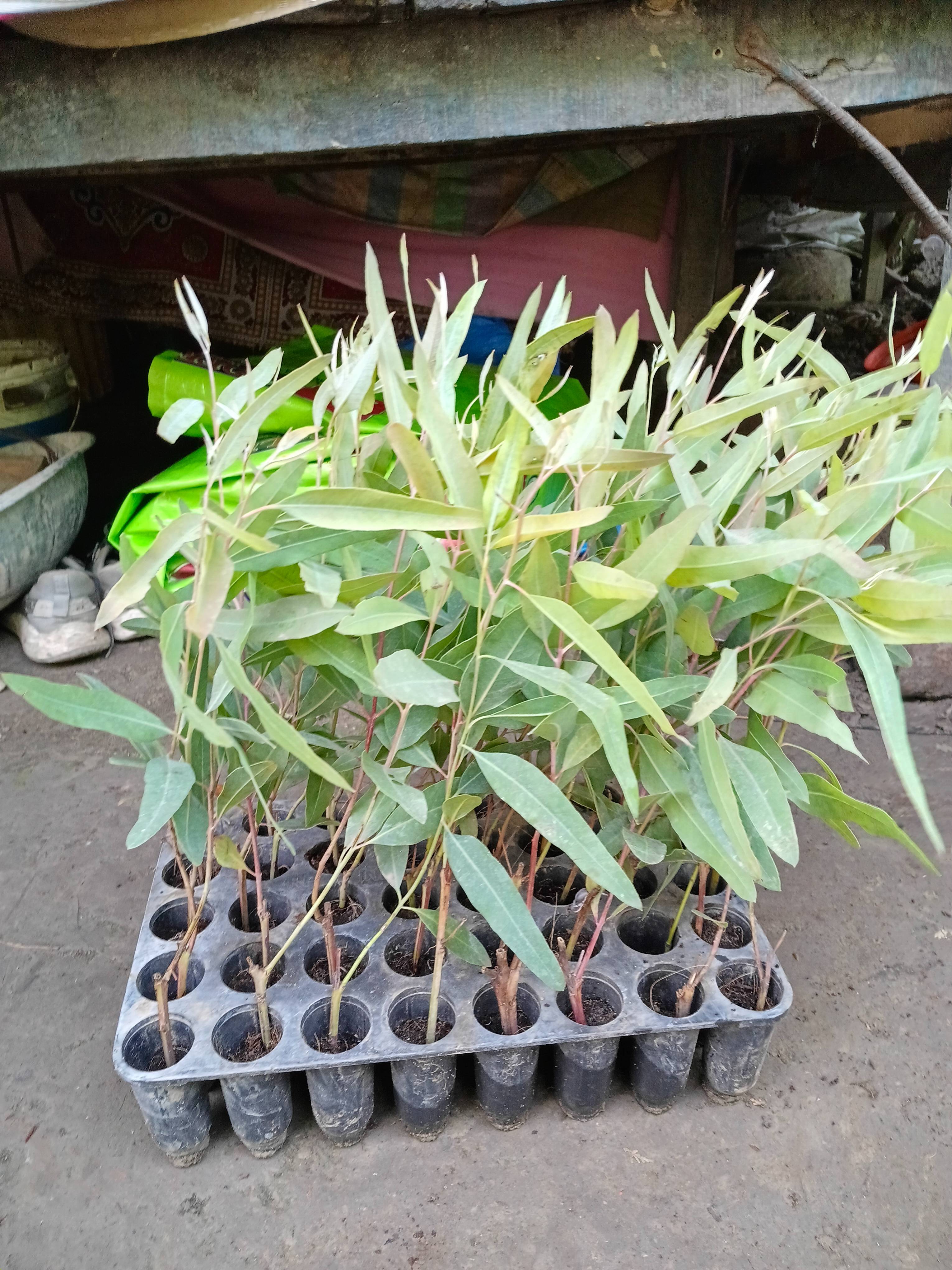 Eucalyptus Tree in Sitapur Road: Exotic P23 वैरायटी with Aromatic Leaves -  - Buy Online at SHER KHAN PAUDHSHALA